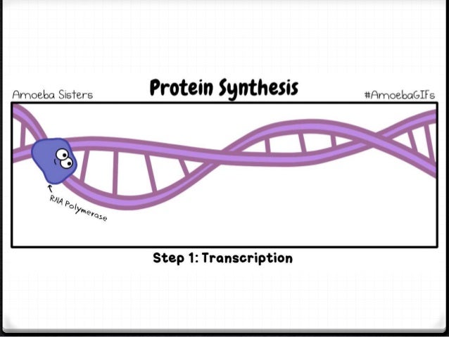 rna translation and transcription comoc strip Rna translation and transcription comoc strip